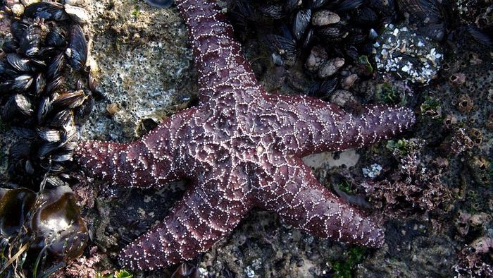 purple sea stars