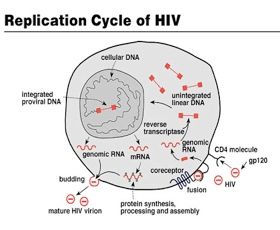 Hiv Cycle