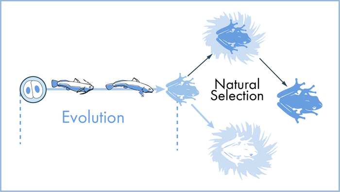 Illustration depicting evolution and natural selection