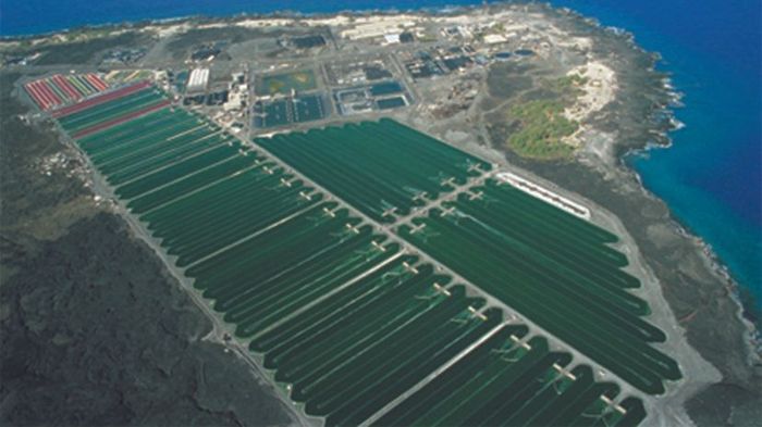 algae, nutrition
