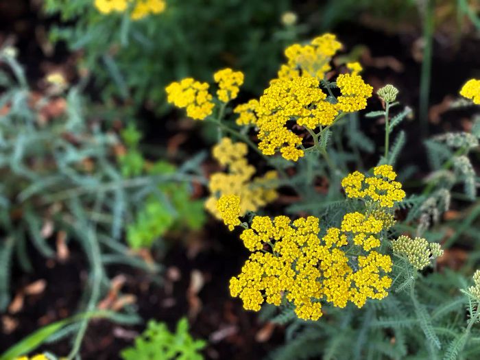 yarrow