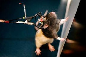 rat equipped with sensors