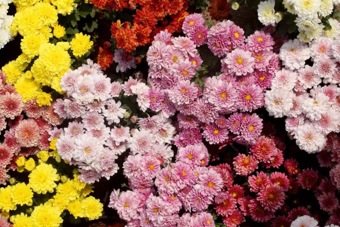 chrysanthemums