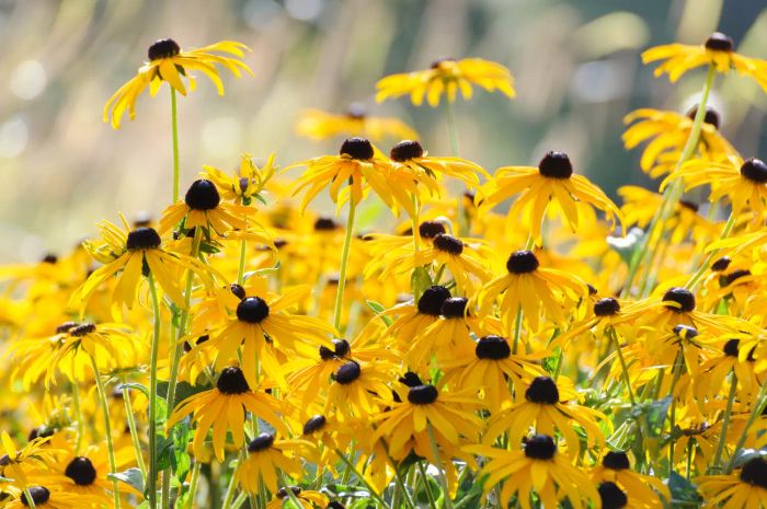 black-eyed susans