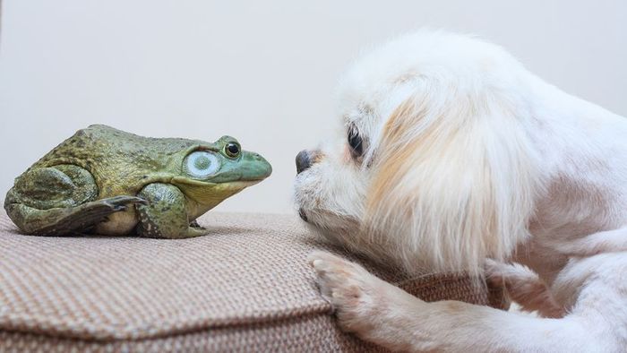 A dog face to face with a bullfrog.