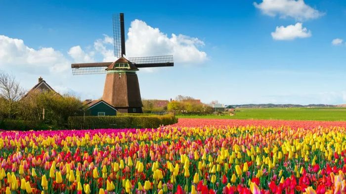 Tulips in the Netherlands