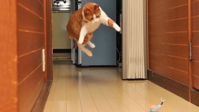catnip addiction