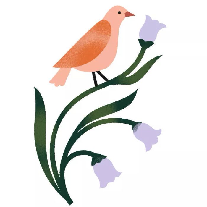 bird illustration