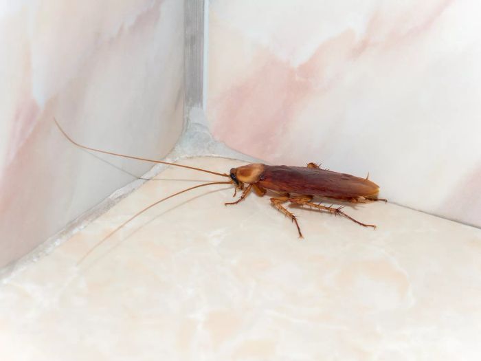 how-to-get-rid-of-cockroaches-GettyImages-853919772