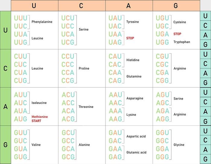 Table of the genetic code. Translating RNA codons into Amino Acids.