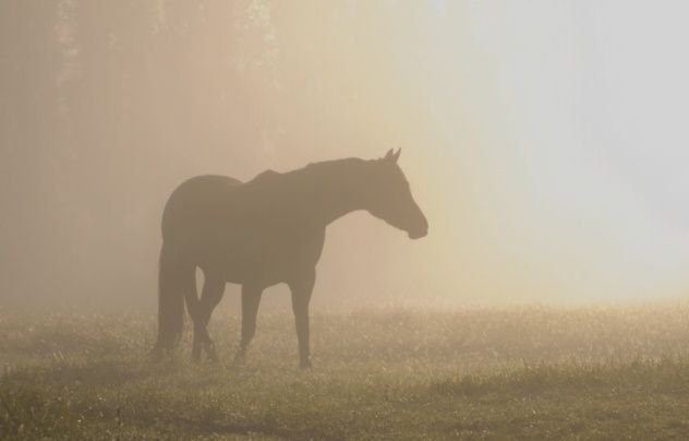 Horse in the Mist