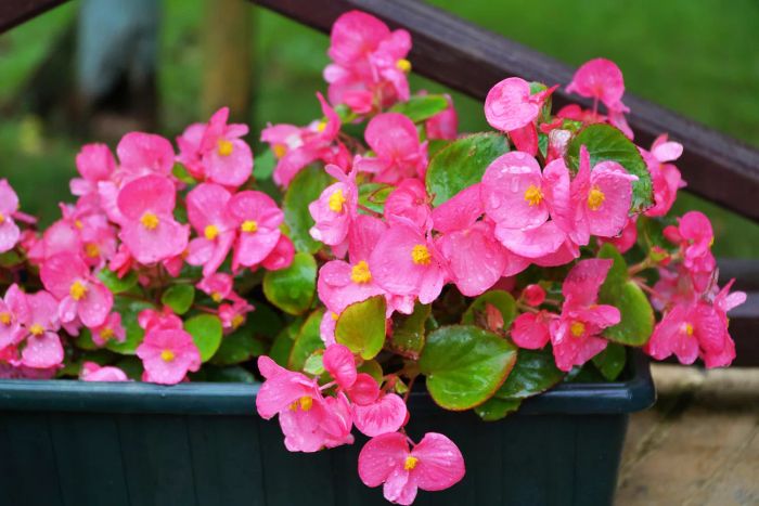 Begonia