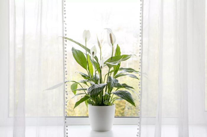 Peace Lily