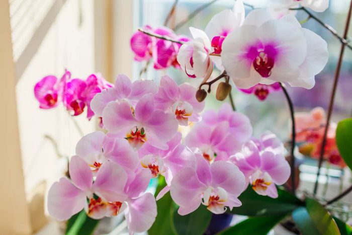 Orchid Houseplant