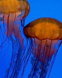 jellyfish
