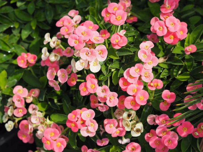 Euphorbia milii Red Flower