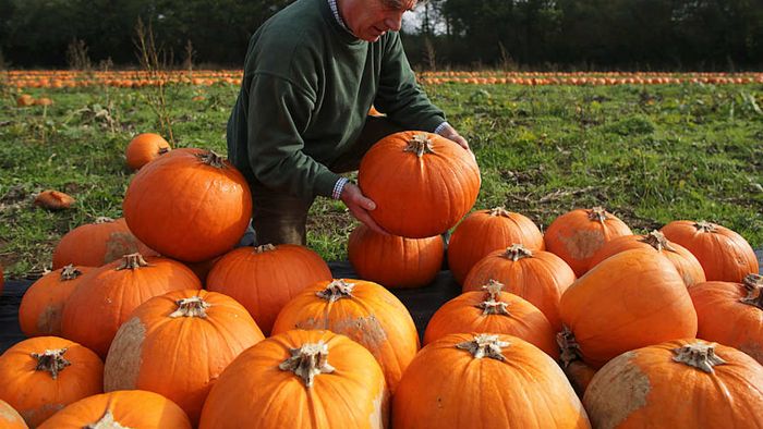 Pumpkins showing signs of edema