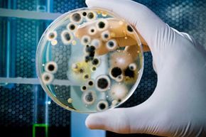 microorganisms