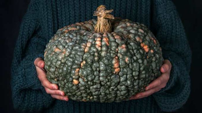 Despite their unusual appearance, these pumpkins are completely safe to consume.