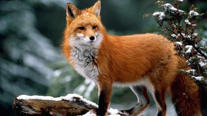 Red foxes, in particular, are highly versatile carnivores.