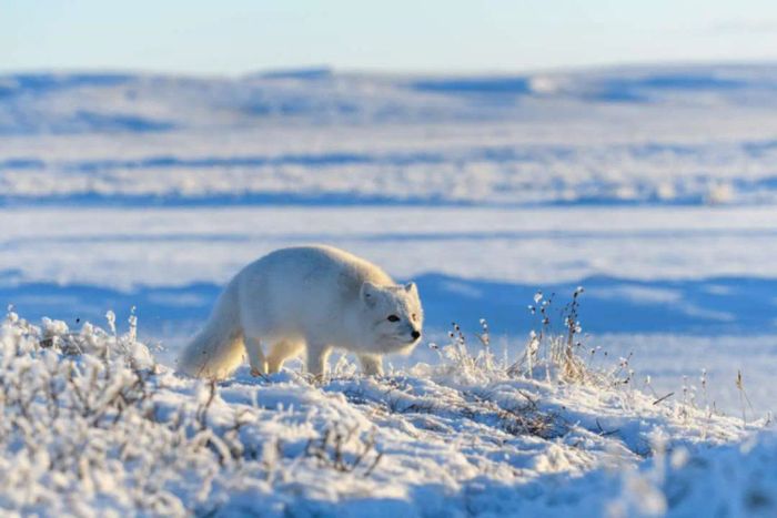 A white Arctic fox strides across the snowy expanse of the tundra.