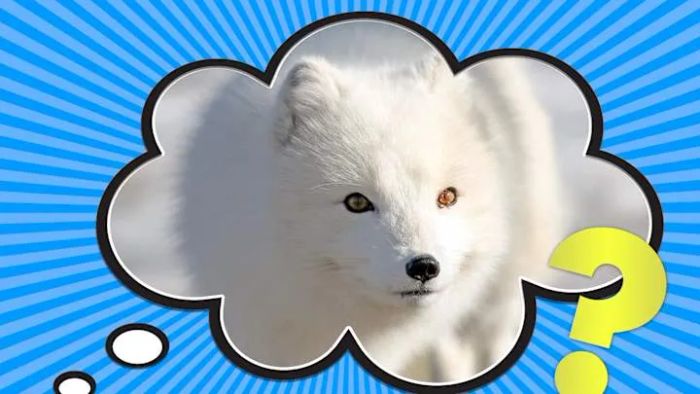 Despite their charming appearance, Arctic foxes are opportunistic predators, consuming any prey they can catch in their icy environment.