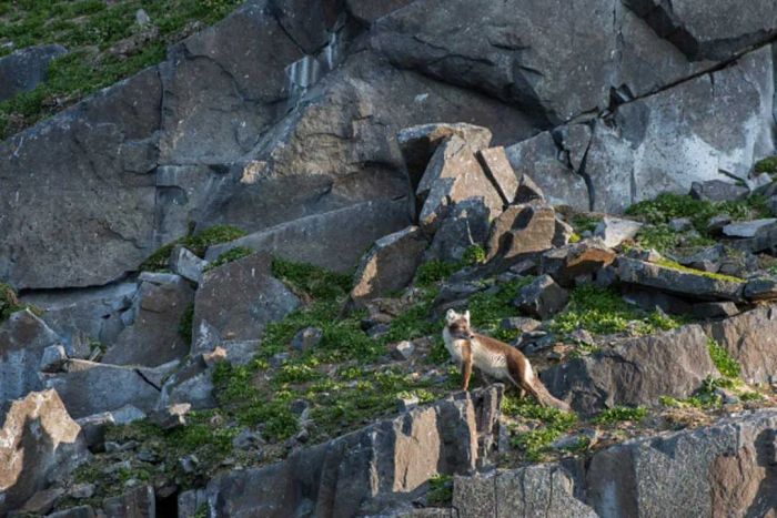 An Arctic fox, adorned in gray and brown fur, stands confidently on rugged, rocky ground.
