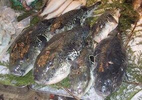 Fugu.Tsukiji.Cr