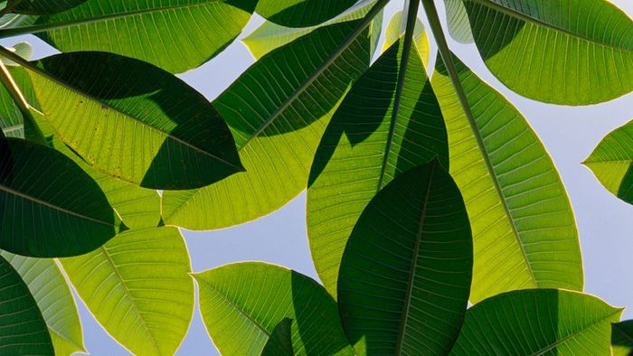 The backlit veins of the Frangipani tree, a species of Plumeria, set against a vibrant blue sky.