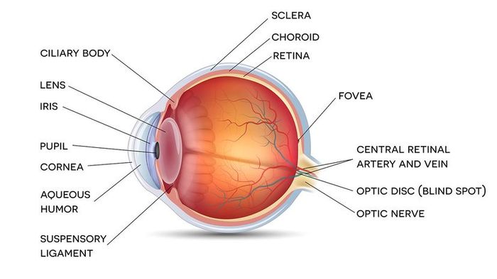 anatomy of a healthy human eye
