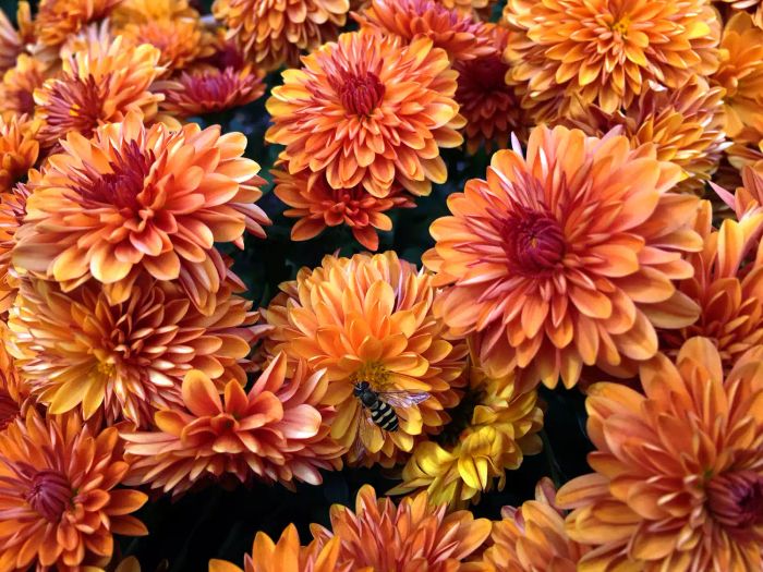 how-to-take-care-of-mums-GettyImages-1221200883