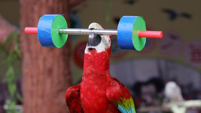 A parrot is shown in an image
