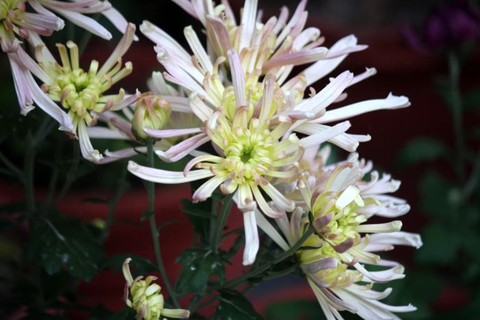 quill chrysanthemum