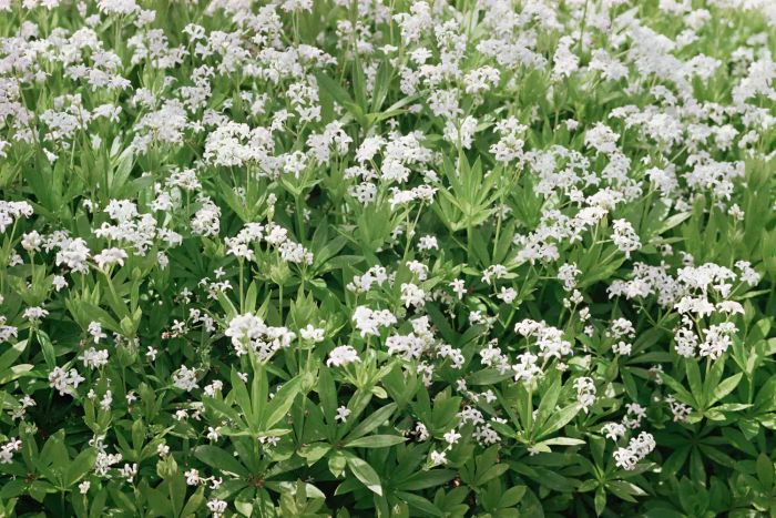 Woodruff