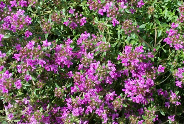 Creeping thyme