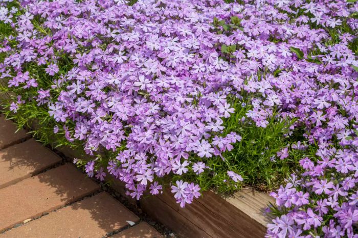 Creeping phlox is a versatile plant that adds a burst of color to any garden. Known for its moderate growth rate and low-growing habit, it produces clusters of purplish-pink flowers in spring, with the color varying by variety. Native to the eastern and central United States, this semi-evergreen perennial is perfect for creating a dense, carpet-like mat. It thrives in sunny areas with moderate temperatures and also helps suppress weeds by spreading into the garden’s root systems.