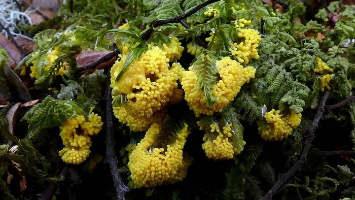 The slime mold, often simply called 'slime mold', has captured the curiosity of researchers due to its intriguing characteristics.