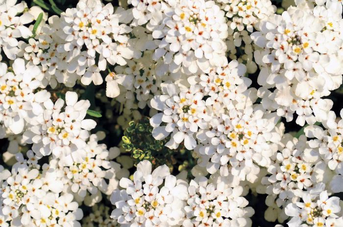 Candytuft