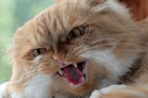 Istock Angrycat425X282