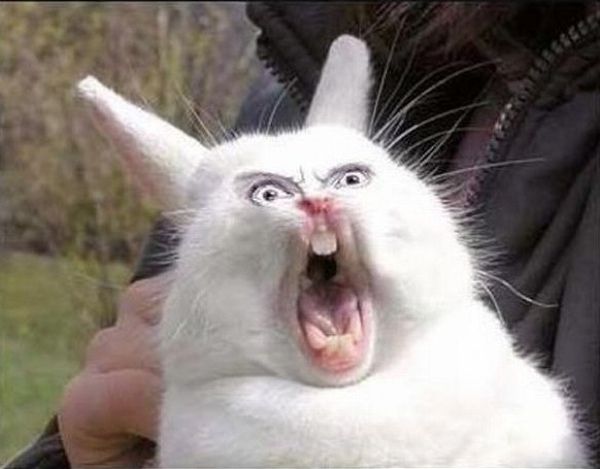 Fluffy-Bunny-My-Ass