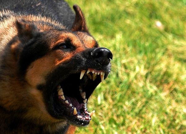 Angry Dog