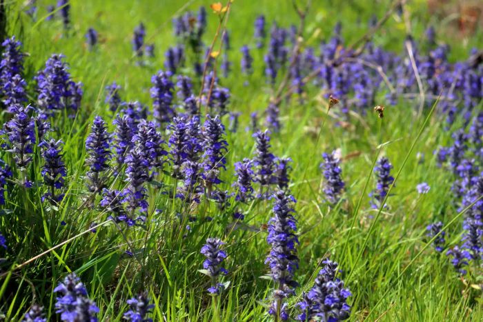 bugleweed blossoms