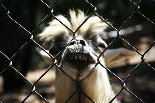 Angry Goat By Dylandorf