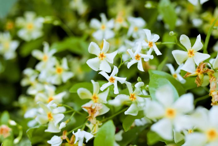 Asiatic Jasmine