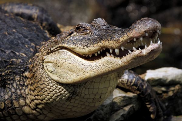 A Crocodile