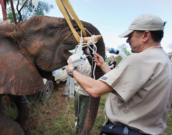 Etorphine being administered to an elephant