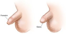 Foreskin
