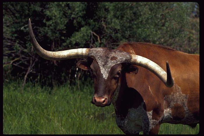 Longhorn Steer