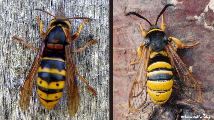 Batesian mimicry