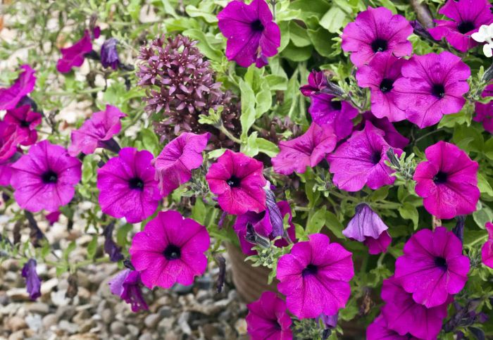 Purple Wave Petunia flower